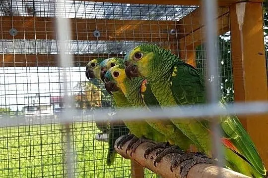Amazonka niebieskoczelna, Śląskie, Bystra