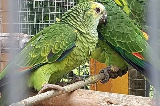 Amazonka niebieskoczelna, Śląskie, Bystra