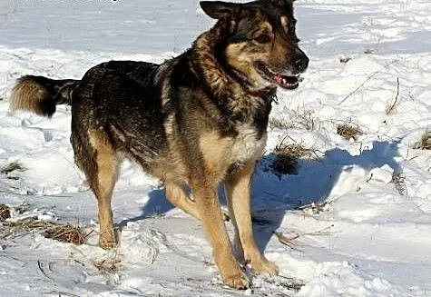 Piękna, owczarkowata, domowa sunia AZUNIA szuka sw