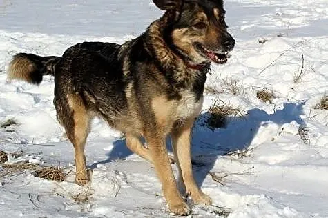 Piękna, owczarkowata, domowa sunia AZUNIA szuka sw