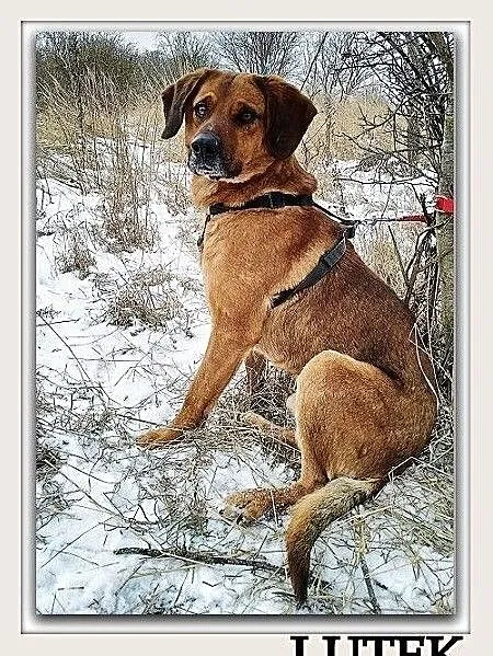 Średni,łagodny,grzeczny,trochę nieśmiały,zaszczepiony psiak LUTEK.Adopcja., Śląskie, Katowice