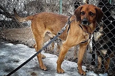 Średni,łagodny,grzeczny,trochę nieśmiały,zaszczepiony psiak LUTEK.Adopcja., Śląskie, Katowice