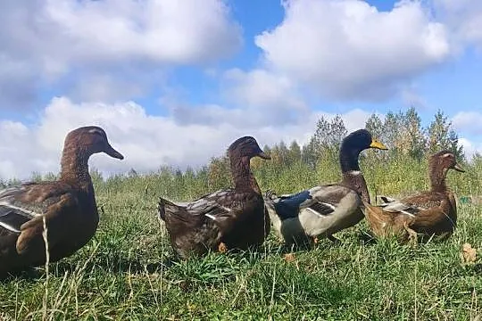 Piękne 2 roczne (największa nieśność) kaczki czystej linii Rouen Duck  Sprz
