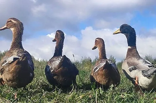 Piękne 2 roczne (największa nieśność) kaczki czystej linii Rouen Duck  Sprz, Podkarpackie, Iwonicz