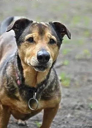 Dakota- cudowna sunia do adopcji!, śląskie Sosnow