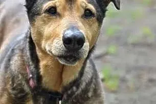 Dakota- cudowna sunia do adopcji!,  śląskie Sosnow