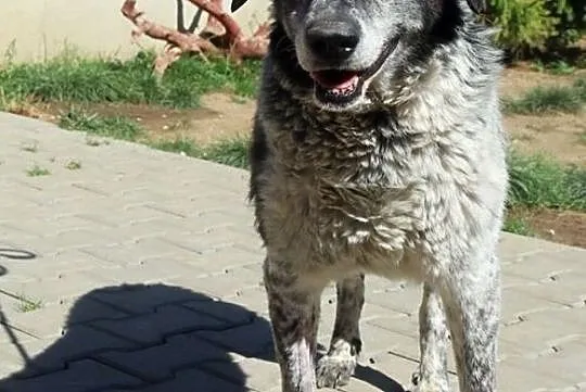 Ernest - duży, spokojny pies, Nowy Dwór Mazowiecki