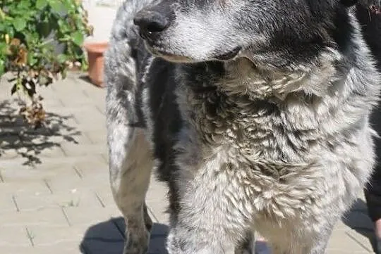 Ernest - duży, spokojny pies, Nowy Dwór Mazowiecki