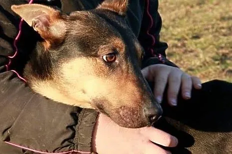 Gryzelda piesek chcący cieszyć się życiem marzy o kochającym domku,  Kundelki cała Polska