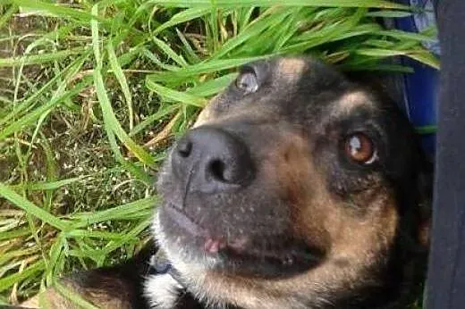Gryzelda piesek chcący cieszyć się życiem marzy o 