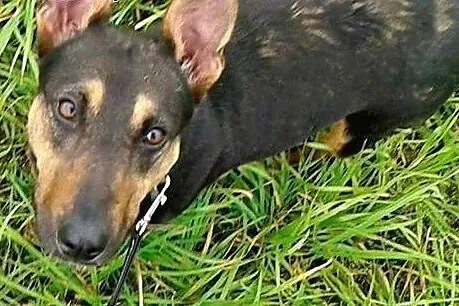 Gryzelda piesek chcący cieszyć się życiem marzy o 