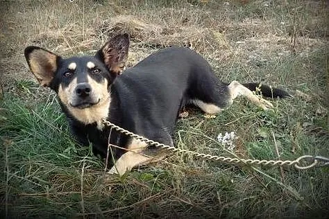 Niespotykany DENIS - czy ktoś mnie przygarnie?,  K