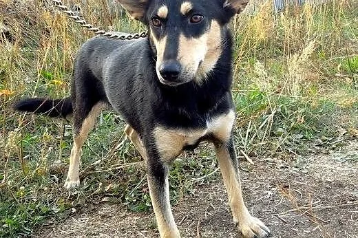 Niespotykany DENIS - czy ktoś mnie przygarnie?,  K