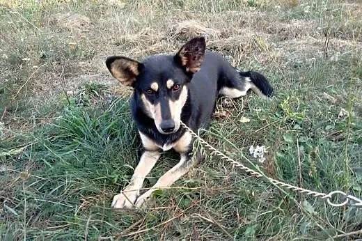 Niespotykany DENIS - czy ktoś mnie przygarnie?,  K