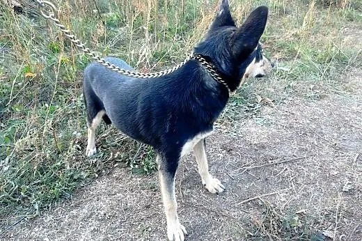 Niespotykany DENIS - czy ktoś mnie przygarnie?,  K