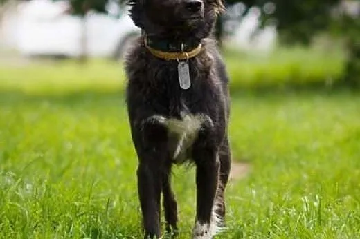 AKSA - śliczna, roczna, 10 kg sunia do adopcji!,  
