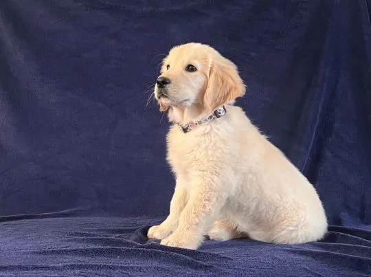 Piesek Golden Retriever ZKwP FCI woj. Podkarpackie, , Pustków