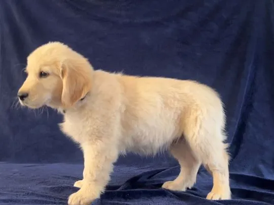 Piesek Golden Retriever ZKwP FCI woj. Podkarpackie, , Pustków