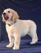 Piesek Golden Retriever ZKwP FCI woj. Podkarpackie