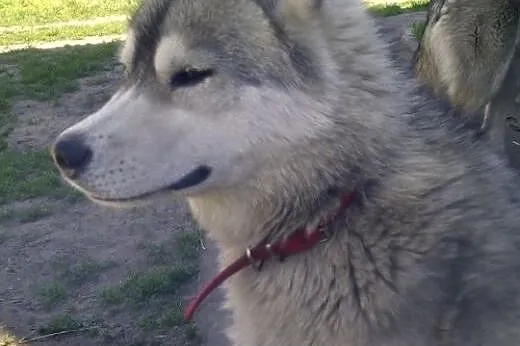 ARAK- kochany i energiczny pies husky do adopcji, 