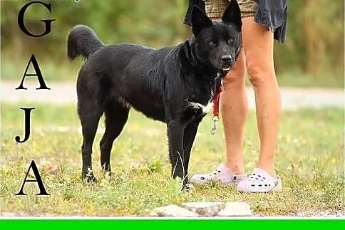 24 kg,mądra,łagodna,zrównoważona,spokojna suczka GAJA.Adopcja,  małopolskie Kraków