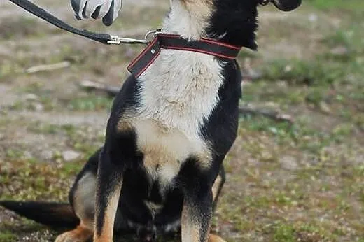 Haker- super pies do adopcji filmik,  mazowieckie Warszawa