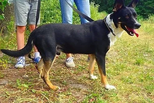 Haker- super pies do adopcji filmik,  mazowieckie 