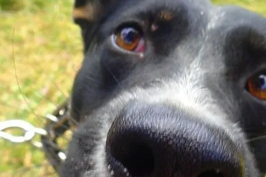 Haker- super pies do adopcji filmik,  mazowieckie 