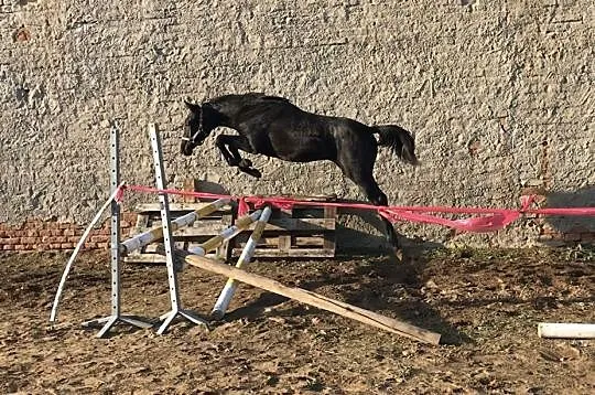 Sprzedam roczną Kobyłkę po Vigo, , Gołanice
