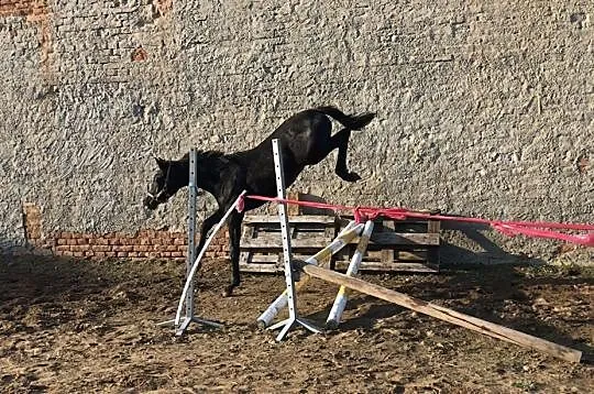 Sprzedam roczną Kobyłkę po Vigo, , Gołanice