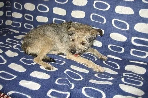 ABI-malenka szorstkowłosa sunia,adopcja!!,  święto