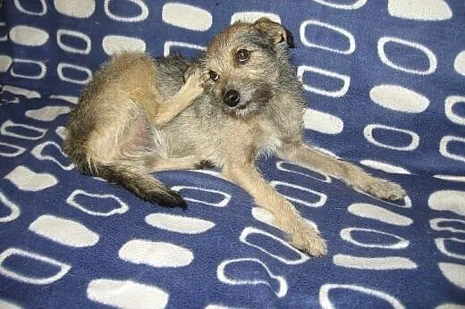 ABI-malenka szorstkowłosa sunia,adopcja!!,  święto