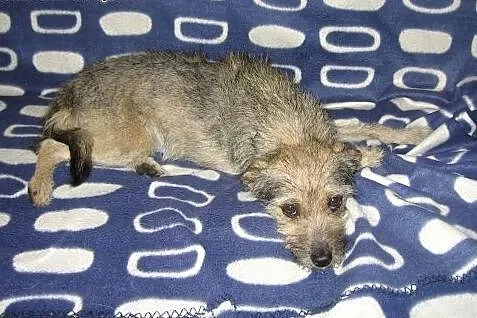 ABI-malenka szorstkowłosa sunia,adopcja!!,  święto