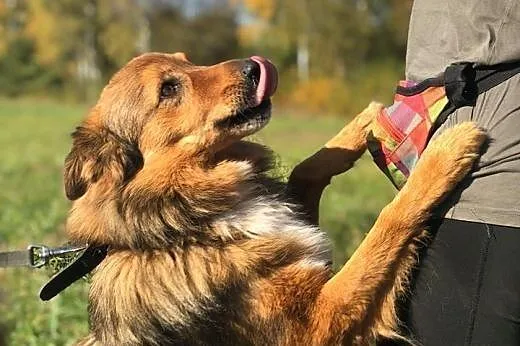 Misiek - rudy kudłacz do adopcji, PILNE! likwidowanie schroniska :(,  mazowieckie Warszawa, Mazowieckie, Warszawa