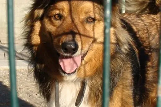 Misiek - rudy kudłacz do adopcji, PILNE! likwidowanie schroniska :(,  mazowieckie Warszawa, Mazowieckie, Warszawa