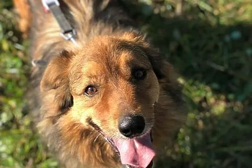 Misiek - rudy kudłacz do adopcji, PILNE! likwidowanie schroniska :(,  mazowieckie Warszawa, Mazowieckie, Warszawa