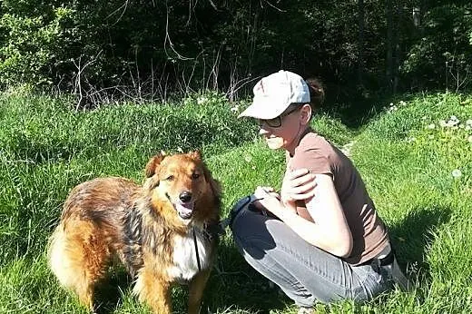 Misiek - rudy kudłacz do adopcji, PILNE! likwidowanie schroniska :(,  mazowieckie Warszawa, Mazowieckie, Warszawa