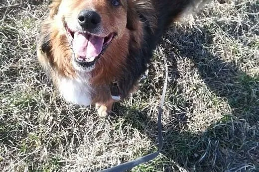 Misiek - rudy kudłacz do adopcji, PILNE! likwidowanie schroniska :(,  mazowieckie Warszawa, Mazowieckie, Warszawa