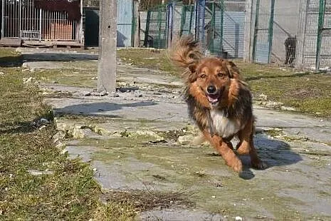 Misiek - rudy kudłacz do adopcji, PILNE! likwidowanie schroniska :(,  mazowieckie Warszawa, Mazowieckie, Warszawa