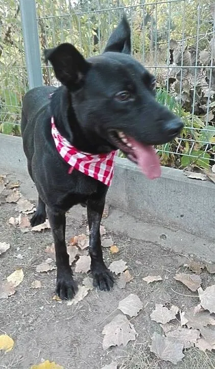 Salvo - młody, przyjazny psiak - do adopcji, mazo