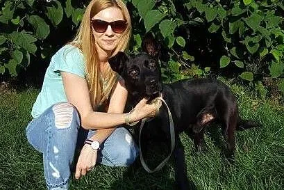 Salvo - młody, przyjazny psiak - do adopcji,  mazo