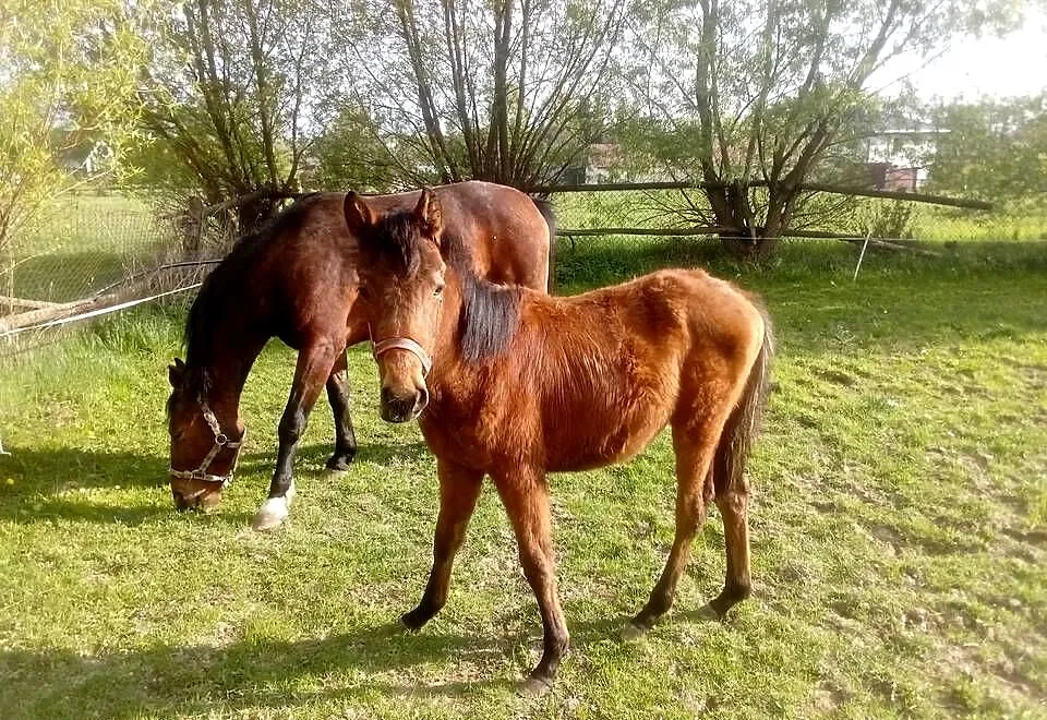 Ogier roczny Angloarab, Świętokrzyskie, Piórków