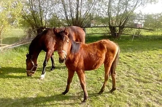 Ogier roczny Angloarab, Świętokrzyskie, Piórków