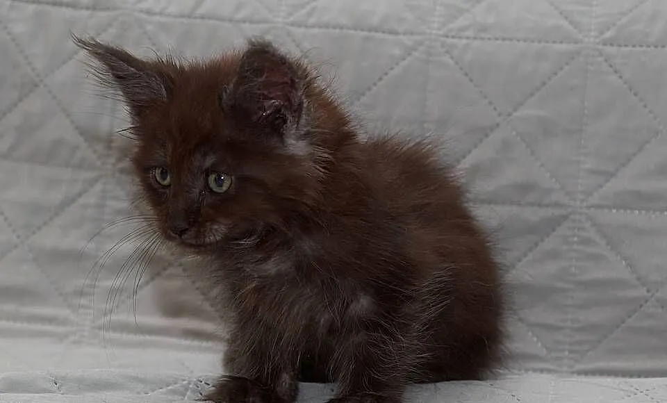 Maine Coon czarna dymna koteczka Ira Nannarella*PL, Mazowieckie, Słupno