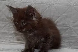 Maine Coon czarna dymna koteczka Ira Nannarella*PL