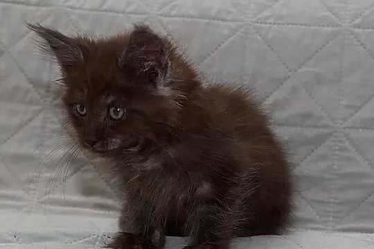 Maine Coon czarna dymna koteczka Ira Nannarella*PL, Mazowieckie, Słupno