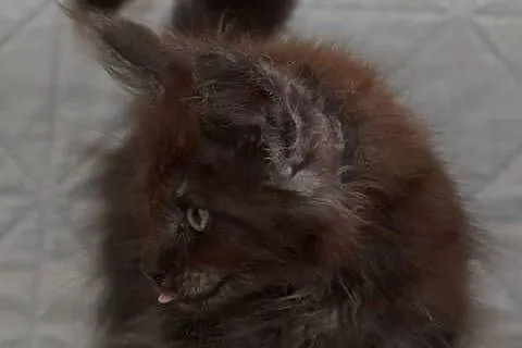 Maine Coon czarna dymna koteczka Ira Nannarella*PL, Mazowieckie, Słupno