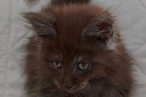Maine Coon czarna dymna koteczka Ira Nannarella*PL, Mazowieckie, Słupno