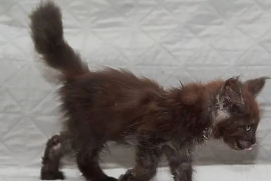 Maine Coon czarna dymna koteczka Ira Nannarella*PL, Mazowieckie, Słupno