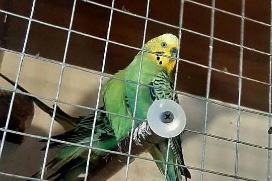 Papugi faliste